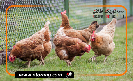 پرورش مرغ محلی در روستا
